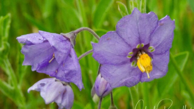 Solanum umbelliferum Blue witch nightshade