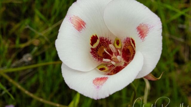 Calochortus venustus Butterfly mariposa lily