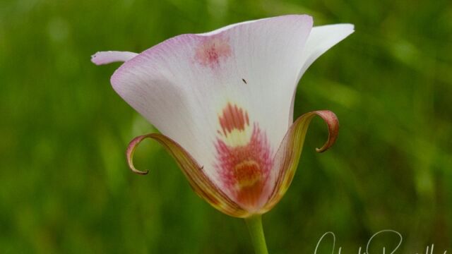 Calochortus venustus Butterfly mariposa lily