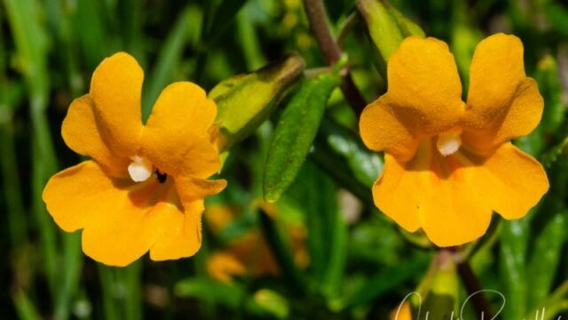 aka Sticky monkeyflower. Diplacus aurantiacus Bush monkeyflower