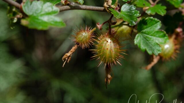 Ribes sp. Gooseberry