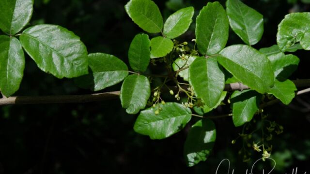 Toxicodendron diversilobum Poison oak