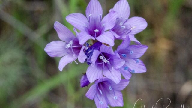 Gilia achilleifolia ssp. achilleifolia California gilia
