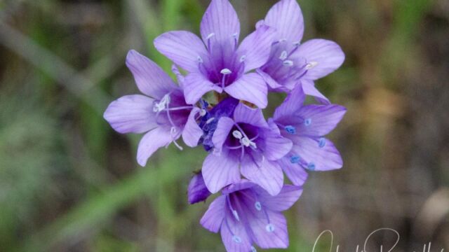 Gilia achilleifolia ssp. achilleifolia California gilia
