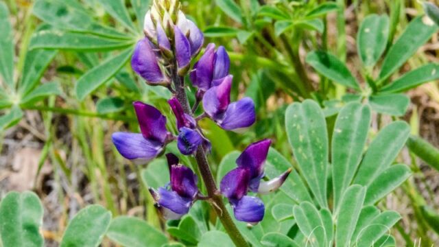 Lupinus succulentus Arroyo lupine