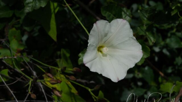 Calystegia purpurata ssp. purpurata Purple western morning glory