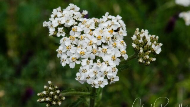 Achillea millefolium Common yarrow