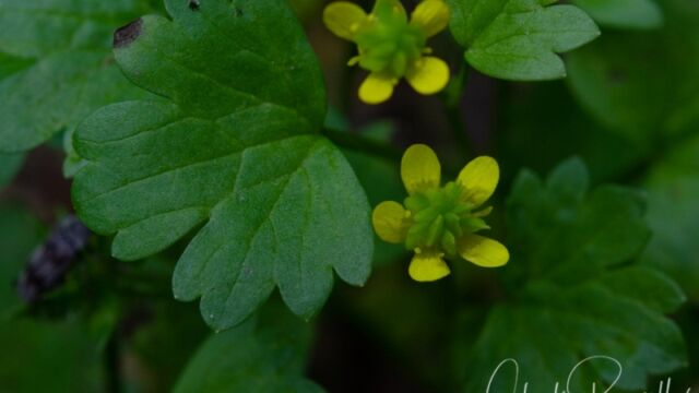 Ranunculus muricatus Spiny buttercup