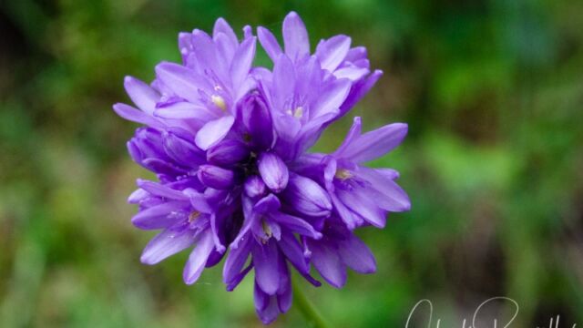 Dichelostemma congestum Ookow