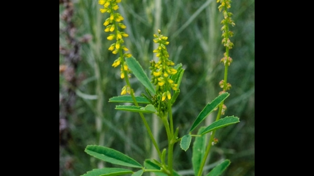 Melilotus indicus Annual yellow sweetclover