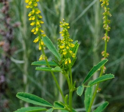 Melilotus indicus Annual yellow sweetclover