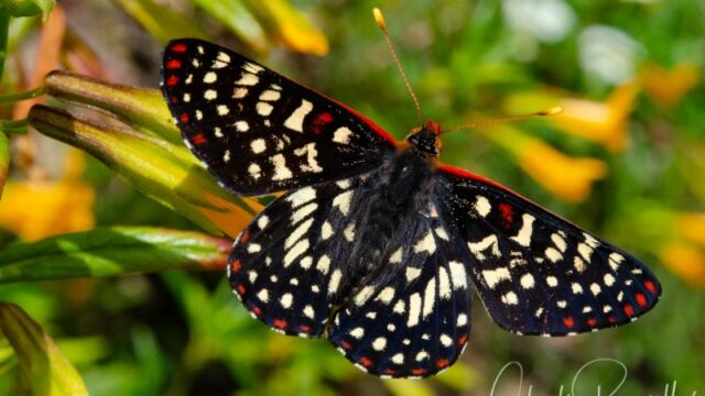 Euphydryas chalcedona Chalcedon Checkerspot