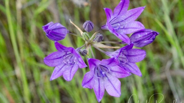 Triteleia laxa Ithuriel's spear