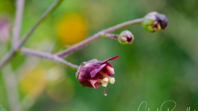 Scrophularia californica California bee plant