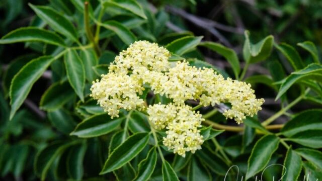 Sambucus nigra ssp. caerulea Blue elderberry
