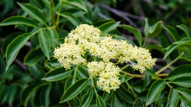 Sambucus nigra ssp. caerulea Blue elderberry