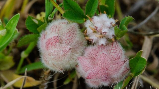 Trifolium tomentosum Woolly clover