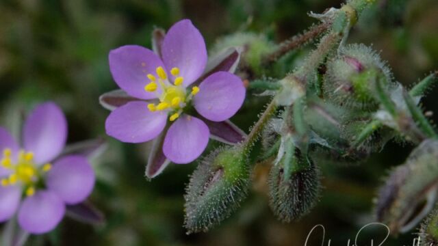 Spergularia rubra Purple sand spurry