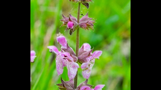 Stachys ajugoides var. rigida (probably) Rigid hedge nettle