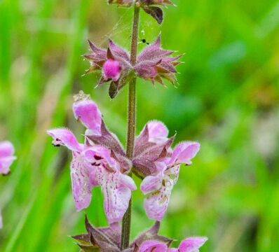 Stachys ajugoides var. rigida (probably) Rigid hedge nettle