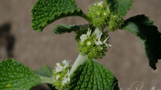 Marrubium vulgare White horehound