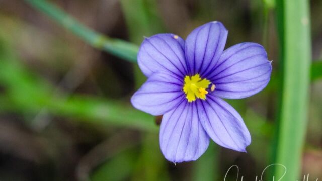Sisyrinchium bellum Western blue eyed grass