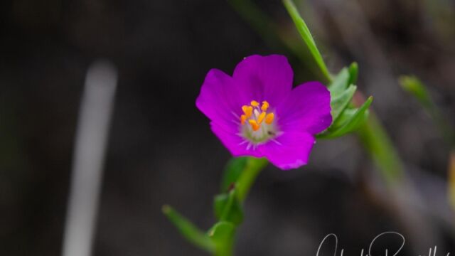 Calandrinia menziesii Red maids