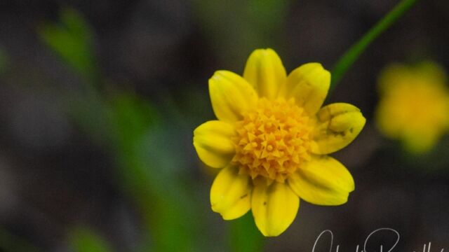 Lasthenia californica ssp. californica California goldfields