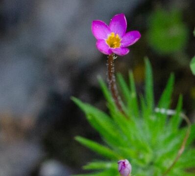 Leptosiphon bicolor True babystars