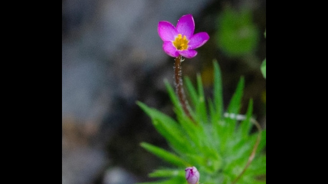 Leptosiphon bicolor True babystars