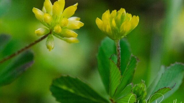 Trifolium dubium Shamrock clover