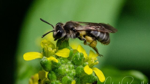 Native bee