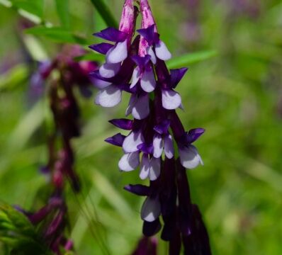 Vicia villosa Winter vetch