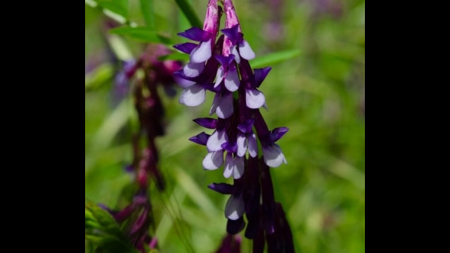 Vicia villosa Winter vetch