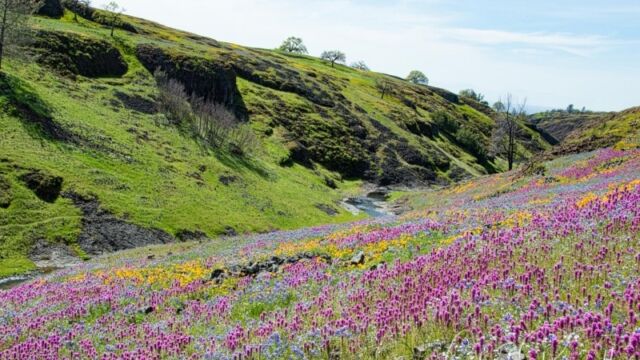 Beatson Hollow hillside, with sky lupine, foothill poppy and purple owl's clover North Table Mountain Ecological Reserve