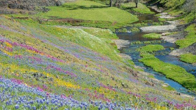 Beatson Hollow North Table Mountain