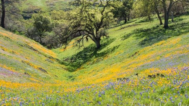 Canyon north of Beatson Hollow, Sky lupine and Foothill poppies North Table Mountain Ecological Reserve