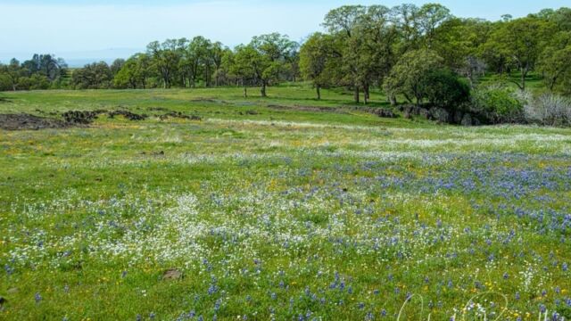 Fields of lupine and popcorn flower north of Beatson Hollow North Table Mountain