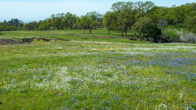 Fields of lupine and popcorn flower north of Beatson Hollow North Table Mountain