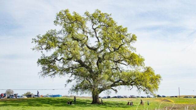 The iconic oak tree at the parking lot at North Table Mountain Ecological Reserve The Oak Tree at North Table Mountain