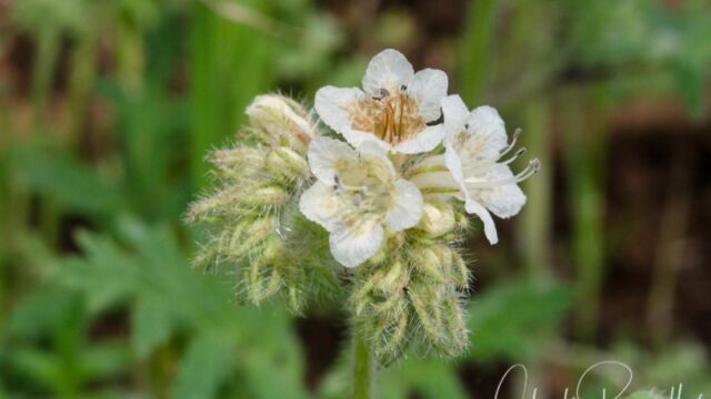 Phacelia cicutaria Caterpillar phacelia