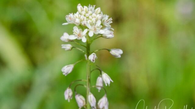 Thysanocarpus curvipes Fringe pod