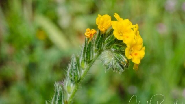 Amsinckia intermedia Common fiddleneck