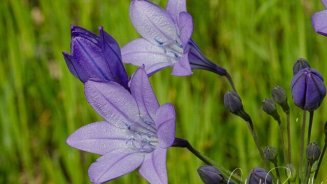 Triteleia laxa Ithuriel's spear