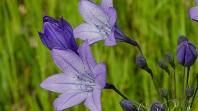 Triteleia laxa Ithuriel's spear