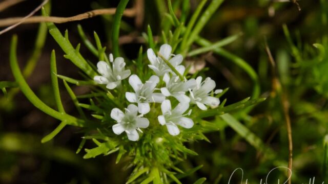 Navarretia intertexta (probably) Needleleaf navarretia