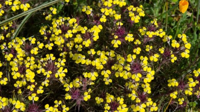 Triphysaria eriantha Butter and Eggs