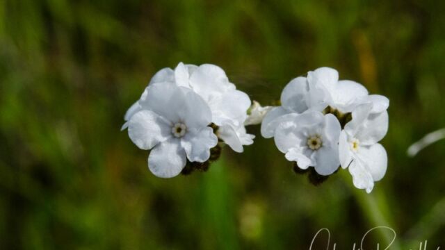 Plagiobothrys nothofulvus (probably) Popcornflower