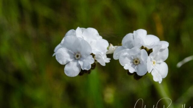 Plagiobothrys nothofulvus (probably) Popcornflower