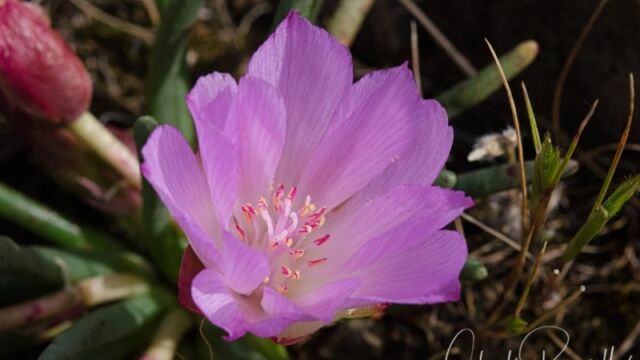 Lewisia rediviva Bitter root, Lewisia rediviva